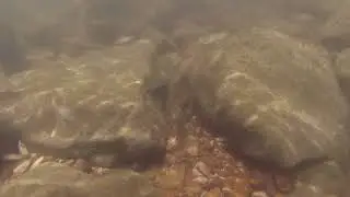 Fish community in the Blue River at Milltown, IN