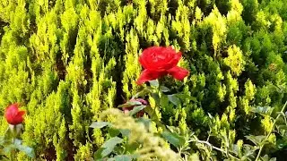 Red flowers flaunting in the sunset