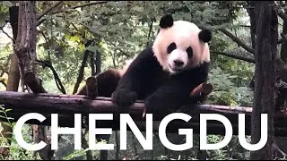 Vlog 042 Chengdu III -PANDA RESEARCH CENTER, SICHUAN FOOD
