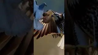 &ldquo;Eagle vs Dove: Countryside Chase Caught on Camera!&rdquo;