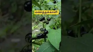 மணத்தக்காளி (