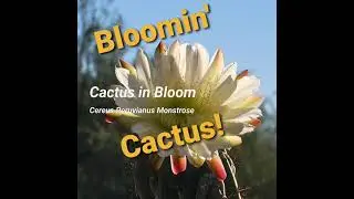 Bloomin Cactus  - Cereus Peruvianus Monstrose