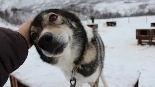 Active Tromsø dogsledding adventure!
