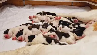 Finesse du Grand St. Bernard et ses 11 chiots n&eacute;s le 19 avril 2023