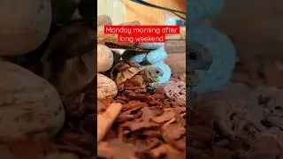 #amazing #tortoise  #Monday morning #funny #lazy #shorts #viral #shortsvideos