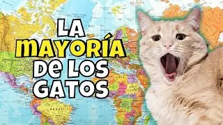 Los 10 Países Con Más Gatos Domésticos