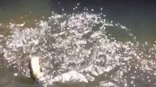 Brook Trout at Ireland Brook