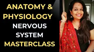 Understanding the Anatomy of the Nervous System | Structure & Function Explained