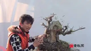 素秋园：人工附石榆树盆景制作技巧，带你了解人工盆景的制作过程！