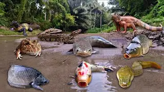 Wadidau! Finding Snakehead Fish, Eel Fish, Koi Fish, Iguana, Snake, Turtle, Crab, Lobster, Frog