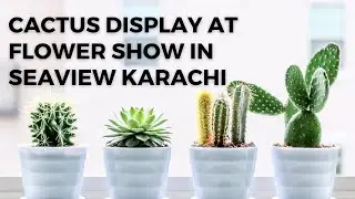Stunning Cactus Display at 2023 Flower Show in Seaview Karachi