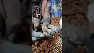 Benefits of Rudraksha. How many faces of Rudraksha are there? #One face #Two faces #Three faces #...