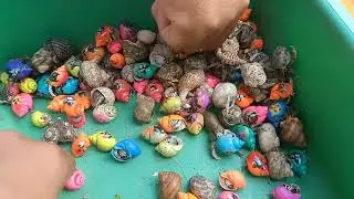 SERU SEKALI...!!! Mencari ikan buntal dan kerang di laut, kelomang, ikan laut, belut, bekicot