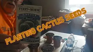 Planting Cactus #foryou #forupage #fyp #planting #cactus #seeds #garden #god #godblessed #blessed 