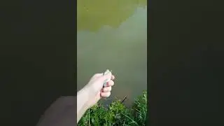 un petit gardon tr&egrave;s agit&eacute;#p&ecirc;che #fish #poisson