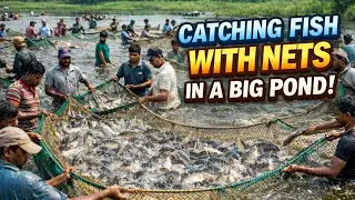 Catching Fish With Nets in a Big Pond | Massive Fish Harvest#fishing #ytshorts #villagefishing#fyp