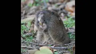 Botta's gopher feels like a boss today