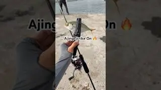 Ajing Style Fishing with 'Gekkabijin' setup ✅🤩 #ajing #ajingfishing #ajinggame #fishing