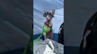 I Took My Cat To The Beach #shorts #cats #pets #travel