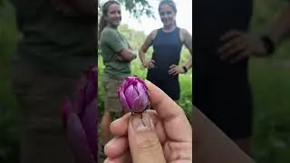 R&oacute;ża Spacerowa - the &ldquo;Walking Rose.&rdquo; A rare insect known only in certain forested zones of Poland