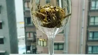 Halo Blooming Tea Timelapse
