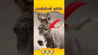 🤯Why Donkey Milk Is High Price | Telugu facts