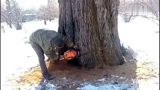 Vida de Madeireiro Fim da Arvore Gigante