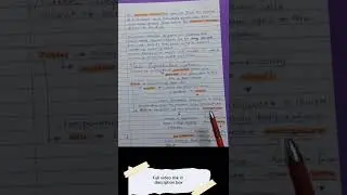 Male Reproductive System