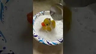 Duck 🦆 Bath 🛁 #trending #duck #cool #ducky #ducks #duckgang