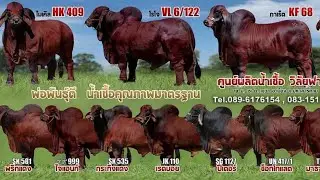 สำรวจพ่อพันธุ์บราห์มัน สวยๆ ใหญ่ๆ มากกว่า 40 ตัว ที่วิลัยฟาร์ม จ. มหาสารคาม
