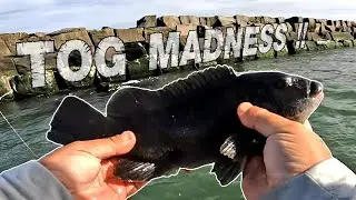 Tautog Fishing - Outer Wall (Lewes, DE)