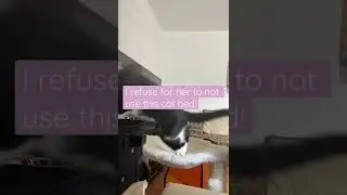 Forcing My Kitten to Like Her Cat Bed!