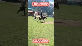 #viral #horseriding #stream #action #asmr #kumrat #valley #shorts #billokadhaaba