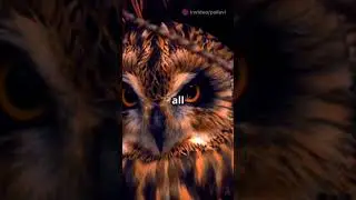 The wise owl Moral stories for children #kidsstories #kids #children