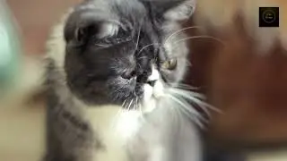 Cute flat-face cat