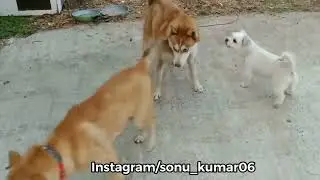 Animal funny dubbing video 😂 sonu kumar 06 c