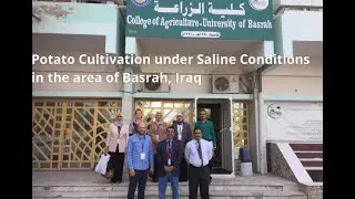 Potato Cultivation under Saline Conditions in the area in Iraq