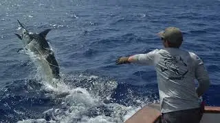 Viking II gamefishing giant black marlin 2024 season