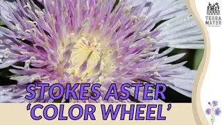 Color Wheel Stokes&rsquo; Aster: Growing Tips and Benefits (Stokesia laevis 'Color Wheel')