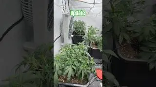 Training Update autos von sensiseeds #pot #dope #cannabiseducation #weed #shortvideo #shorts #short