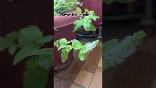 Flowering in mint 🌿#flowering #mint