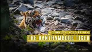 Ranthambore Wildlife Film &ndash; Tigers & Nature (Cinematic 4K | Sony Alpha)