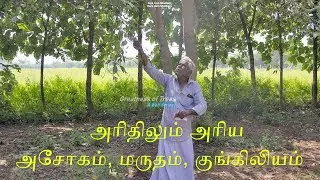 Greatness of Trees - Asokam, Marutham and Kungiliyam (அசோகம், மருதம் மற்றும் குங்கிலியம்)