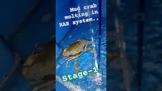 MUD crab molting in ras system.. watch full video on my channel..#mudcrab #rassystem #softshellcrab