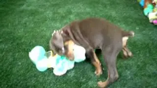 Doberman Puppy Playtime at ItzaClip! Doggy Day Spa,
