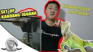 SET UP KANDANG IGUANA INDOOR MURAH TAPI ALA ALA SULTAN ! IGUANA CAGE INDOOR