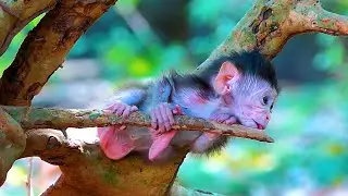 Really heartbroken while mom refuses milk | Real Angkor Monkey