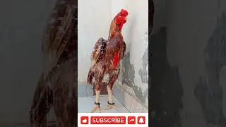 Top aseel 😘❤️Murga #aseel #rooster #champion #shortsviral #mychampion #sainikaseel