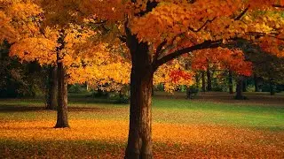 Instrumental Music &ndash; Sad Piano and Saxophone Music &ndash; Best Relaxing Music 2017 S43456017
