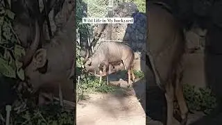 Wild Animals close Distance Experience Part 1.